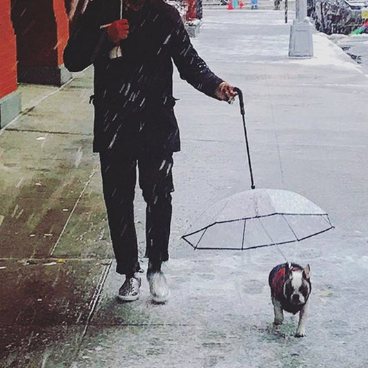 Transparent Umbrella