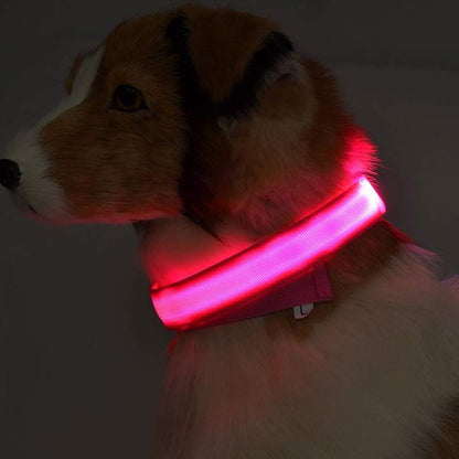 LED Luminous Collar Night